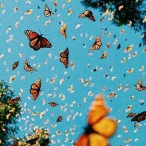 Meet your Posher, Cadence